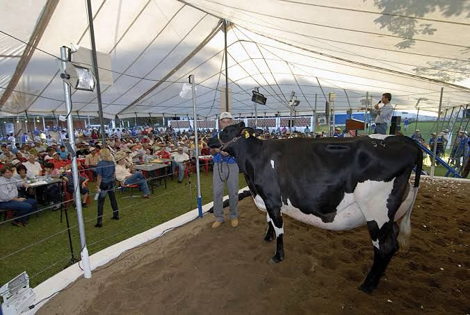 Ellite Agronegócios transmite leilões e tem seu próprio canal de vendas